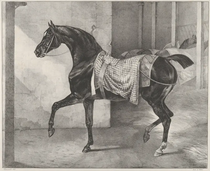 Black Horse Tethered in a Stable