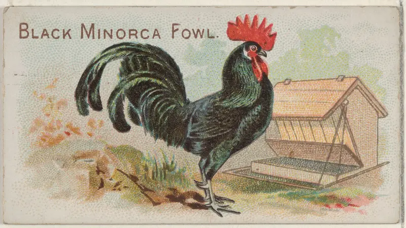 Black Minorca Fowl, from the Prize and Game Chickens series (N20) for Allen & Ginter Cigarettes Wall Art by Allen & Ginter - High-Resolution Digital Print