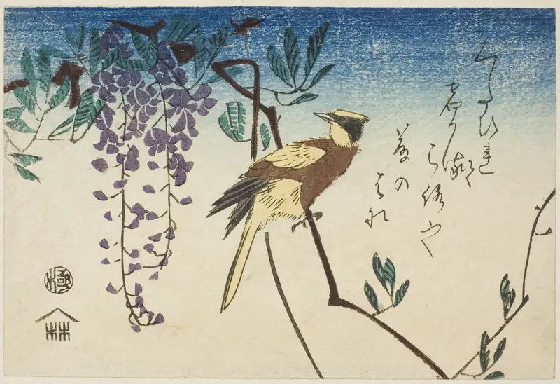 Black-naped oriole and wisteria