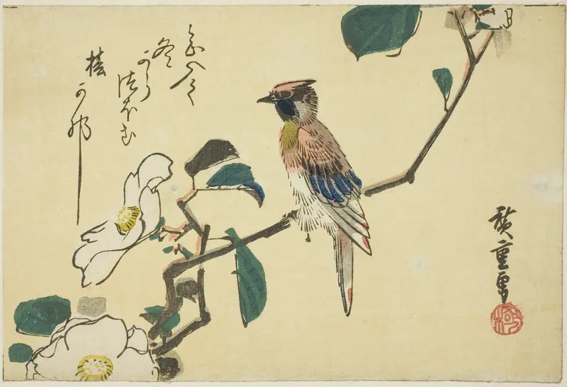 Black-naped oriole on camellia branch