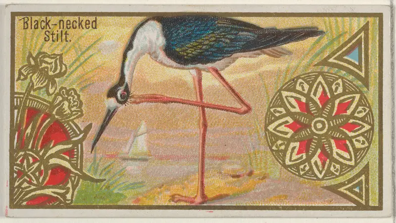 Black-necked Stilt, from the Game Birds series (N13) for Allen & Ginter Cigarettes Brands Wall Art by Allen & Ginter - High-Resolution Digital Print