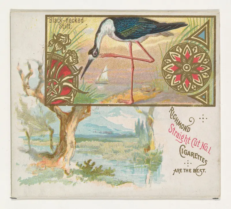 Black-necked Stilt, from the Game Birds series (N40) for Allen & Ginter Cigarettes Wall Art by Allen & Ginter - High-Resolution Digital Print