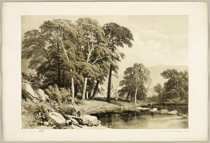 Black Poplar, from The Park and the Forest Wall Art by James Duffield Harding - High-Resolution Digital Print
