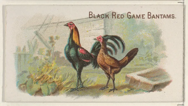Black Red Game Bantams, from the Prize and Game Chickens series (N20) for Allen & Ginter Cigarettes Wall Art by Allen & Ginter - High-Resolution Digital Print