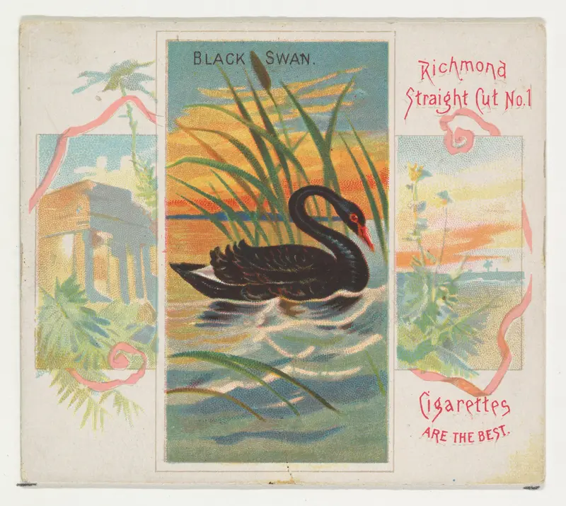 Black Swan, from Birds of the Tropics series (N38) for Allen & Ginter Cigarettes Wall Art by Allen & Ginter - High-Resolution Digital Print