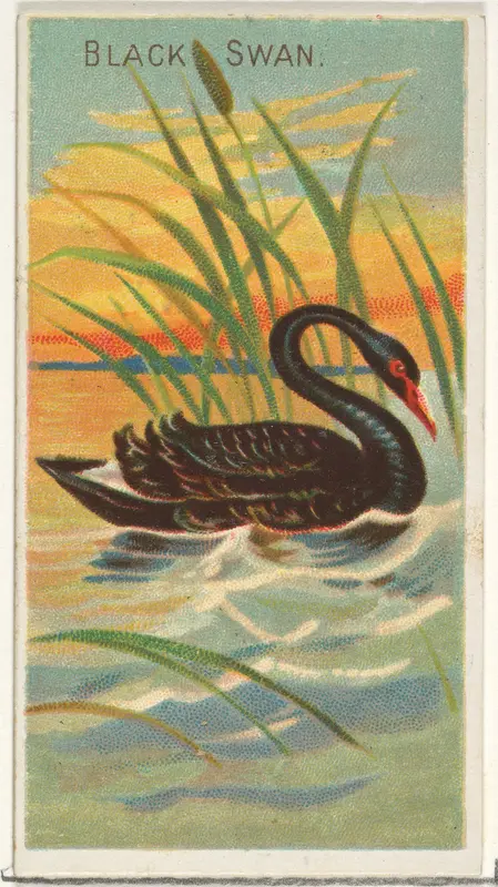 Black Swan, from the Birds of the Tropics series (N5) for Allen & Ginter Cigarettes Brands Wall Art by Allen & Ginter - High-Resolution Digital Print