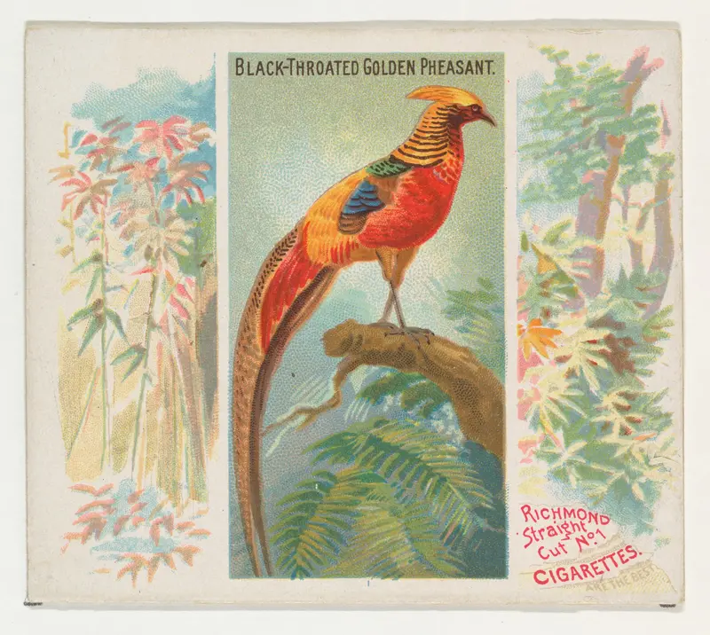 Black-Throated Golden Pheasant, from Birds of the Tropics series (N38) for Allen & Ginter Cigarettes Wall Art by Allen & Ginter - High-Resolution Digital Print