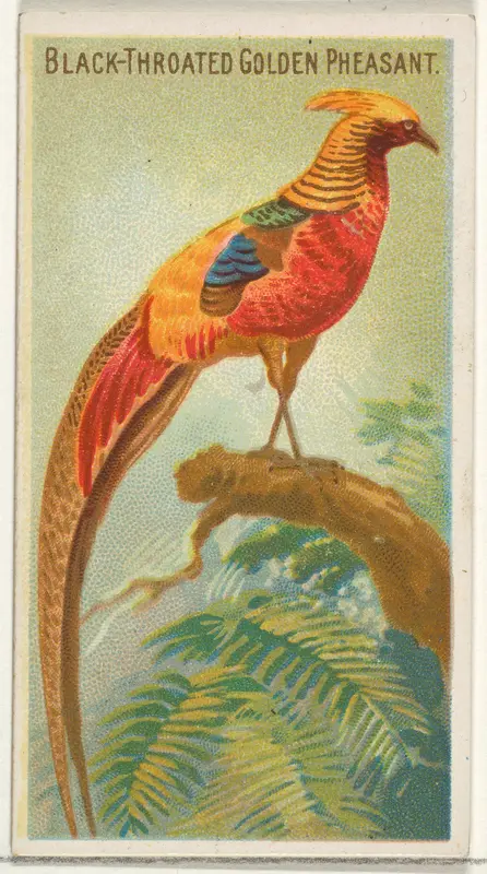 Black-Throated Golden Pheasant, from the Birds of the Tropics series (N5) for Allen & Ginter Cigarettes Brands Wall Art by Allen & Ginter - High-Resolution Digital Print