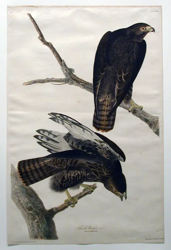 Black Warrior (No. 18) Wall Art by John James Audubon - High-Resolution Digital Print