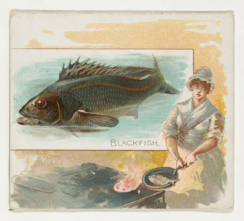 Blackfish, from Fish from American Waters series (N39) for Allen & Ginter Cigarettes Wall Art by Allen & Ginter - High-Resolution Digital Print