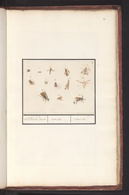 Blad met dertien vliegende insecten Wall Art by Anselmus Boëtius de Boodt - High-Resolution Digital Print