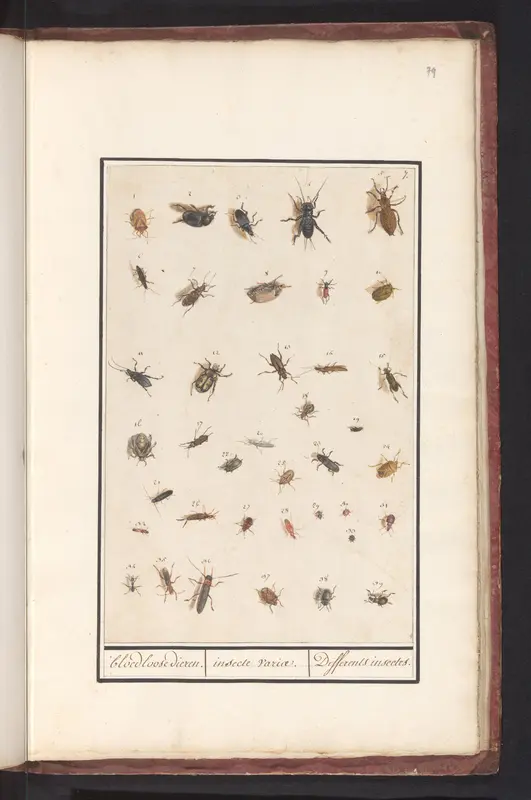 Blad met negenendertig insecten Wall Art by Anselmus Boëtius de Boodt - High-Resolution Digital Print