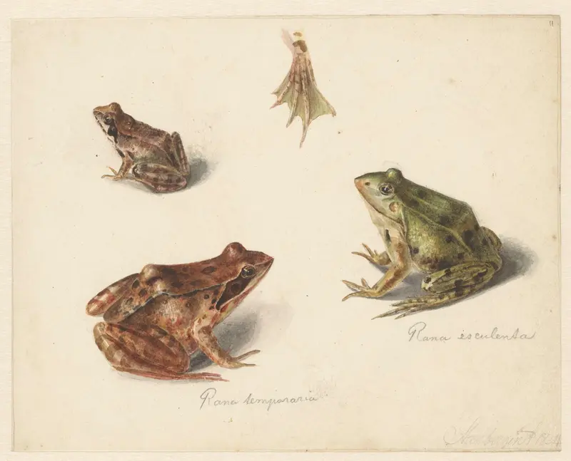 Blad met studie van een bruine landkikker rechts, links een groene waterkikker Wall Art by Albertus Steenbergen - High-Resolution Digital Print