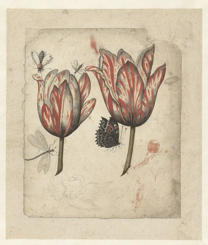 Blad met twee tulpen en enkele insecten Wall Art by anonymous - High-Resolution Digital Print
