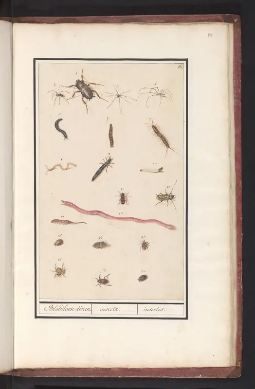Blad met verschillende insecten en spinnen Wall Art by Anselmus Boëtius de Boodt - High-Resolution Digital Print