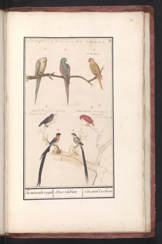 Blad met zeven tropische vogels Wall Art by Anselmus Boëtius de Boodt - High-Resolution Digital Print