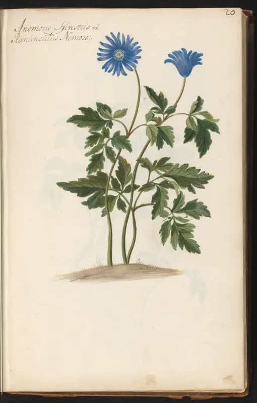 Blauwe anemoon (Anemone blanda) Wall Art by anonymous - High-Resolution Digital Print