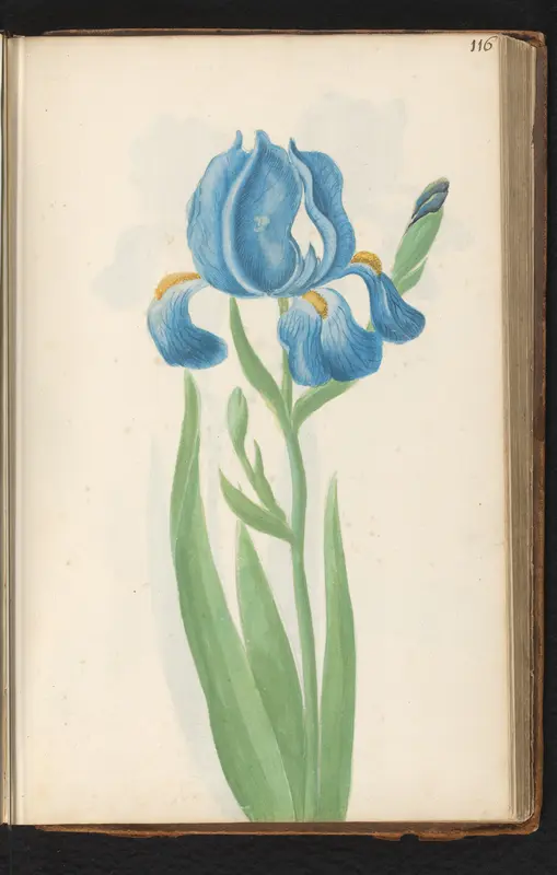 Blauwe baardiris (Iris germanica) Wall Art by anonymous - High-Resolution Digital Print