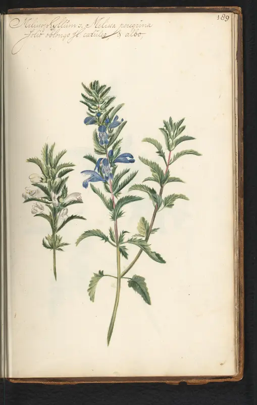Blauwe citroenmelisse (Melissa officinalis) Wall Art by anonymous - High-Resolution Digital Print