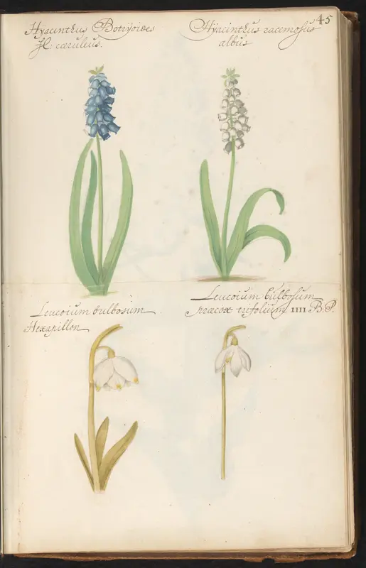 Blauwe druifjes (Muscari botryoides), lenteklokje (Leucojum vernum) en zomerklokje (Leucojum aestivum) Wall Art by anonymous - High-Resolution Digital Print