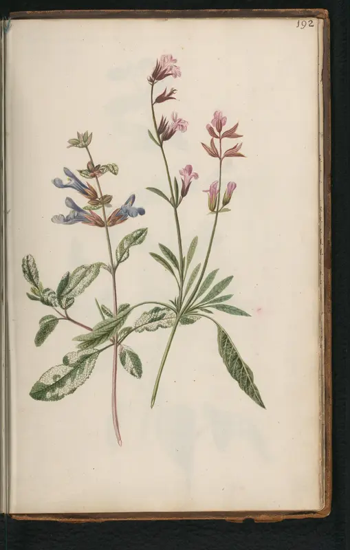 Blauwe en roze echte salie (Salvia officinalis) Wall Art by anonymous - High-Resolution Digital Print