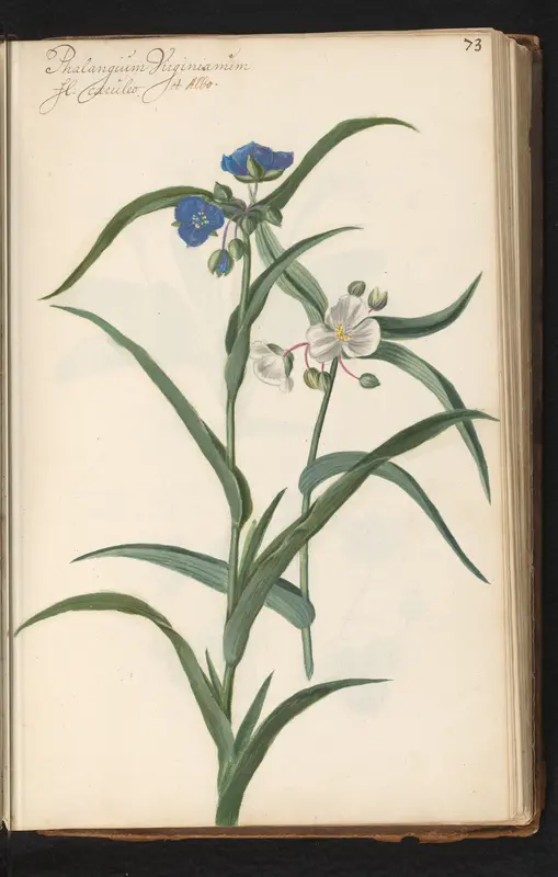 Blauwe en witte eendagsbloem (Tradescantia virginiana) Wall Art by anonymous - High-Resolution Digital Print
