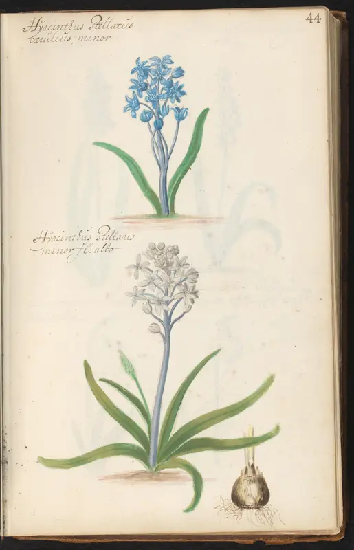 Blauwe en witte sterhyacint (Scilla) Wall Art by anonymous - High-Resolution Digital Print