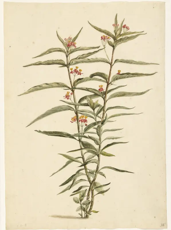 Bloeiende frederiksbloem (Asclepias curassavica) Wall Art by Laurens Vincentsz. van der Vinne - High-Resolution Digital Print