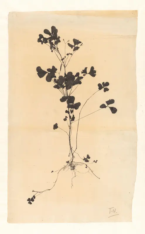Bloeiende plant, met de wortels Wall Art by Theo Nieuwenhuis - High-Resolution Digital Print