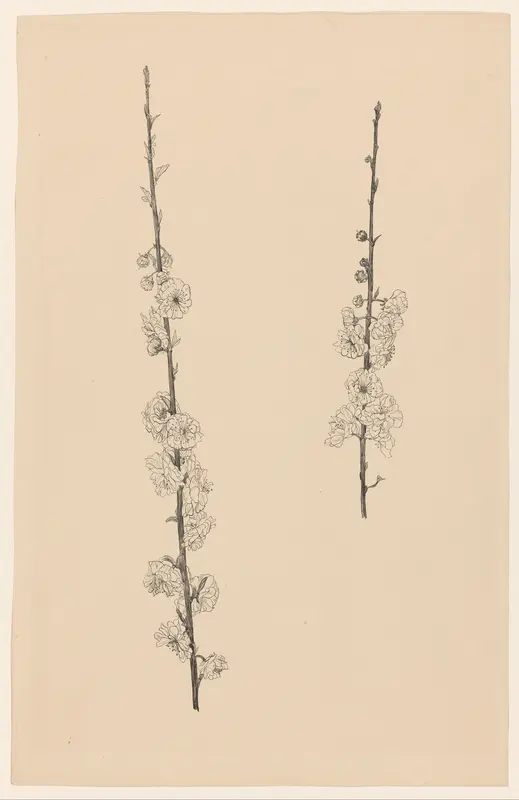 Bloeiende prunustakjes Wall Art by Johanna Quirina van Regteren Altena - High-Resolution Digital Print