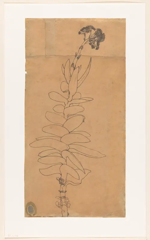 Bloeiende vetplant Wall Art by Richard Nicolaüs Roland Holst - High-Resolution Digital Print