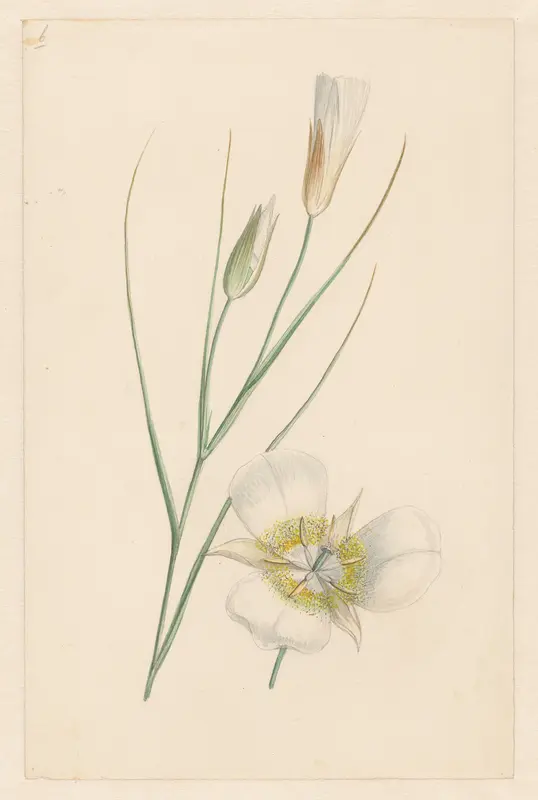 Bloem Wall Art by anonymous - High-Resolution Digital Print