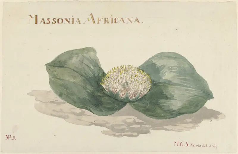 Bloem Massonia Africana Wall Art by Unknown - High-Resolution Digital Print