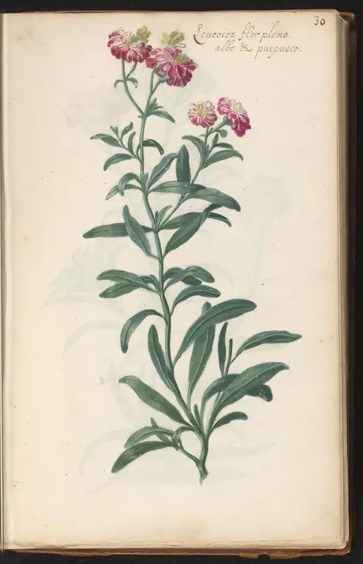 Bloem met paars en wit Wall Art by anonymous - High-Resolution Digital Print