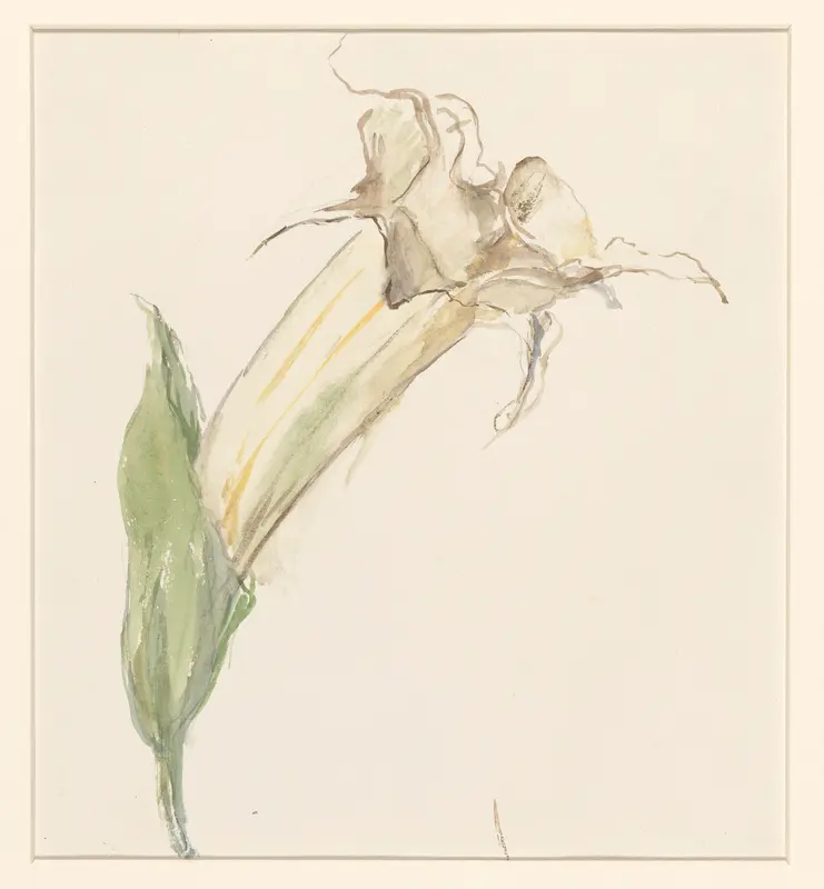 Bloem (van een kalebas?) Wall Art by Sientje Mesdag-van Houten - High-Resolution Digital Print