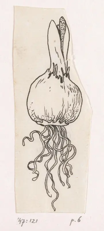 Bloembol Wall Art by Willem Wenckebach - High-Resolution Digital Print