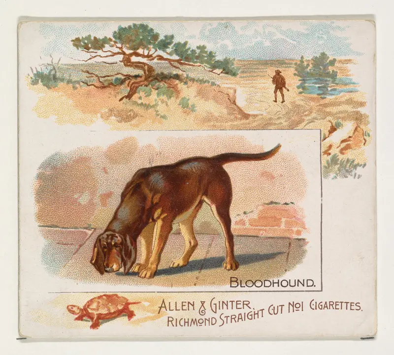 Bloodhound, from Quadrupeds series (N41) for Allen & Ginter Cigarettes Wall Art by Allen & Ginter - High-Resolution Digital Print