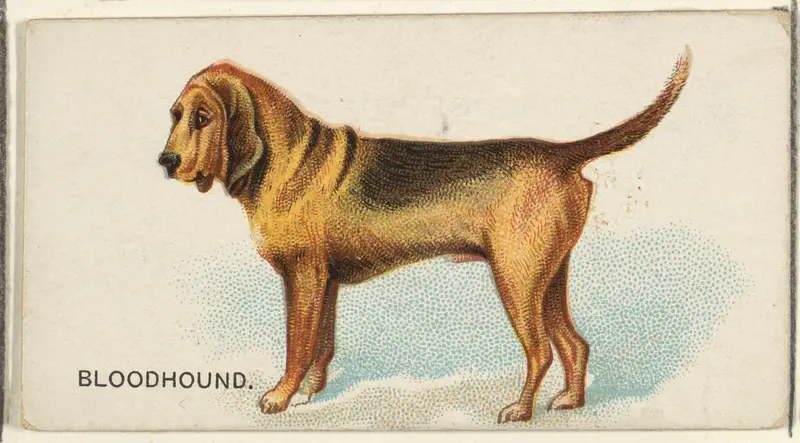 Bloodhound, from the Dogs of the World series for Old Judge Cigarettes Wall Art by Goodwin & Company - High-Resolution Digital Print
