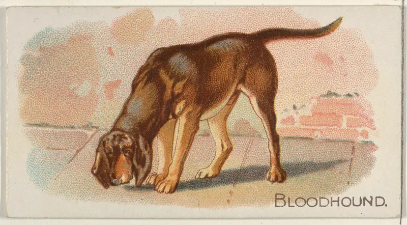 Bloodhound, from the Quadrupeds series (N21) for Allen & Ginter Cigarettes Wall Art by Allen & Ginter - High-Resolution Digital Print