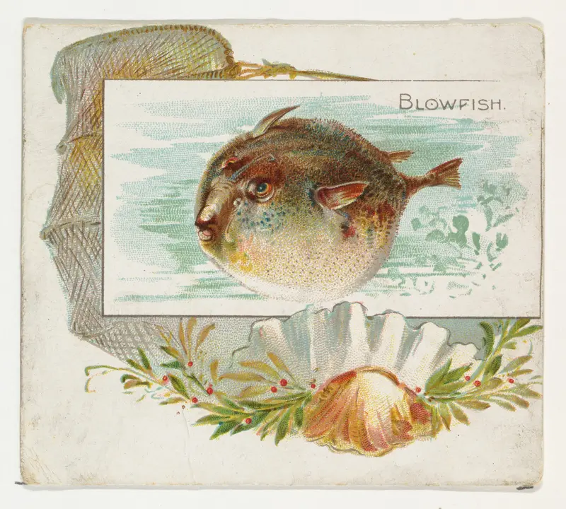 Blowfish, from Fish from American Waters series (N39) for Allen & Ginter Cigarettes Wall Art by Allen & Ginter - High-Resolution Digital Print