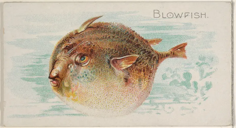 Blowfish, from the Fish from American Waters series (N8) for Allen & Ginter Cigarettes Brands Wall Art by Allen & Ginter - High-Resolution Digital Print