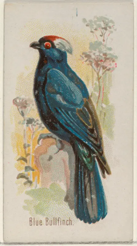 Blue Bullfinch, from the Song Birds of the World series (N23) for Allen & Ginter Cigarettes Wall Art by Allen & Ginter - High-Resolution Digital Print