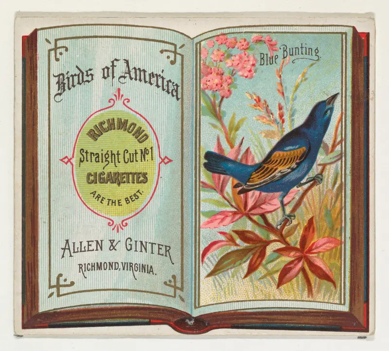 Blue Bunting, from the Birds of America series (N37) for Allen & Ginter Cigarettes Wall Art by Allen & Ginter - High-Resolution Digital Print