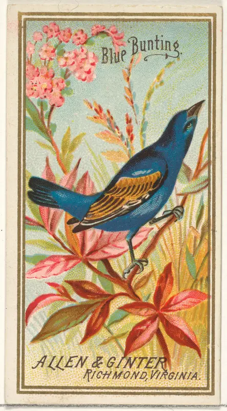 Blue Bunting, from the Birds of America series (N4) for Allen & Ginter Cigarettes Brands Wall Art by Allen & Ginter - High-Resolution Digital Print