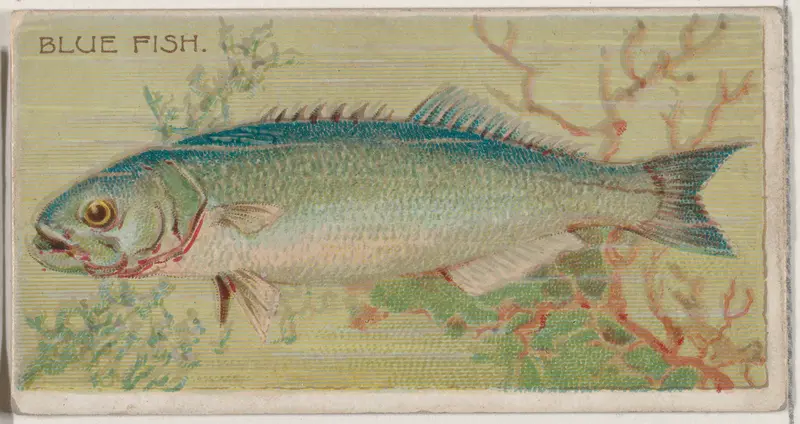 Blue Fish, from the series Fishers and Fish (N74) for Duke brand cigarettes Wall Art by Knapp & Company - High-Resolution Digital Print