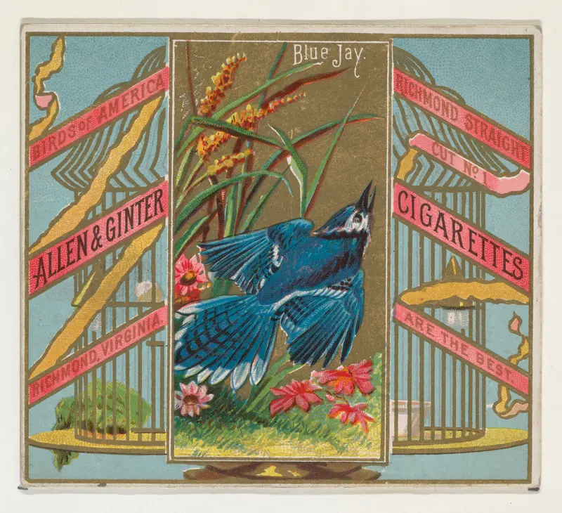 Blue Jay, from the Birds of America series (N37) for Allen & Ginter Cigarettes Wall Art by Allen & Ginter - High-Resolution Digital Print