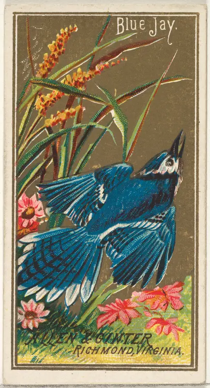 Blue Jay, from the Birds of America series (N4) for Allen & Ginter Cigarettes Brands Wall Art by Allen & Ginter - High-Resolution Digital Print