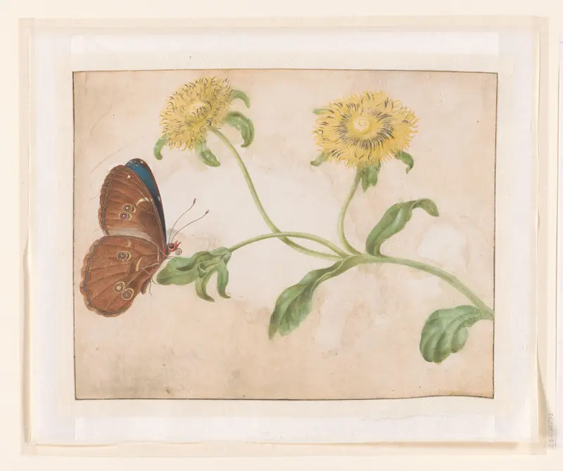 Blue Morpho Butterfly on a Yellow Flower Wall Art by Unknown - High-Resolution Digital Print