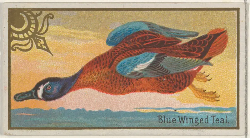 Blue Winged Teal, from the Game Birds series (N13) for Allen & Ginter Cigarettes Brands Wall Art by Allen & Ginter - High-Resolution Digital Print