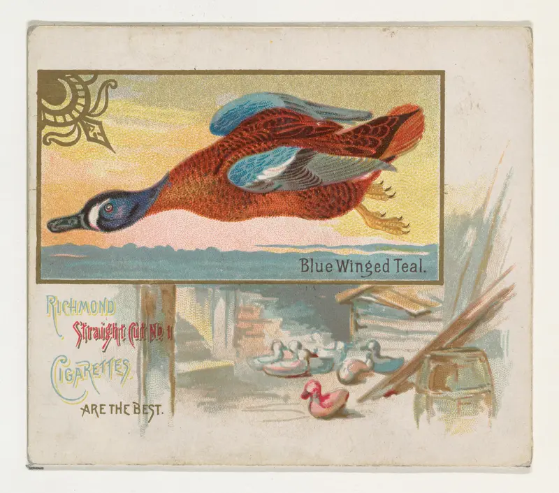 Blue Winged Teal, from the Game Birds series (N40) for Allen & Ginter Cigarettes Wall Art by Allen & Ginter - High-Resolution Digital Print
